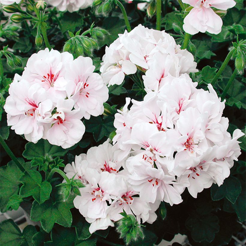 Pelargonium Blanche Roche - Ivy Geranium (Flowering)