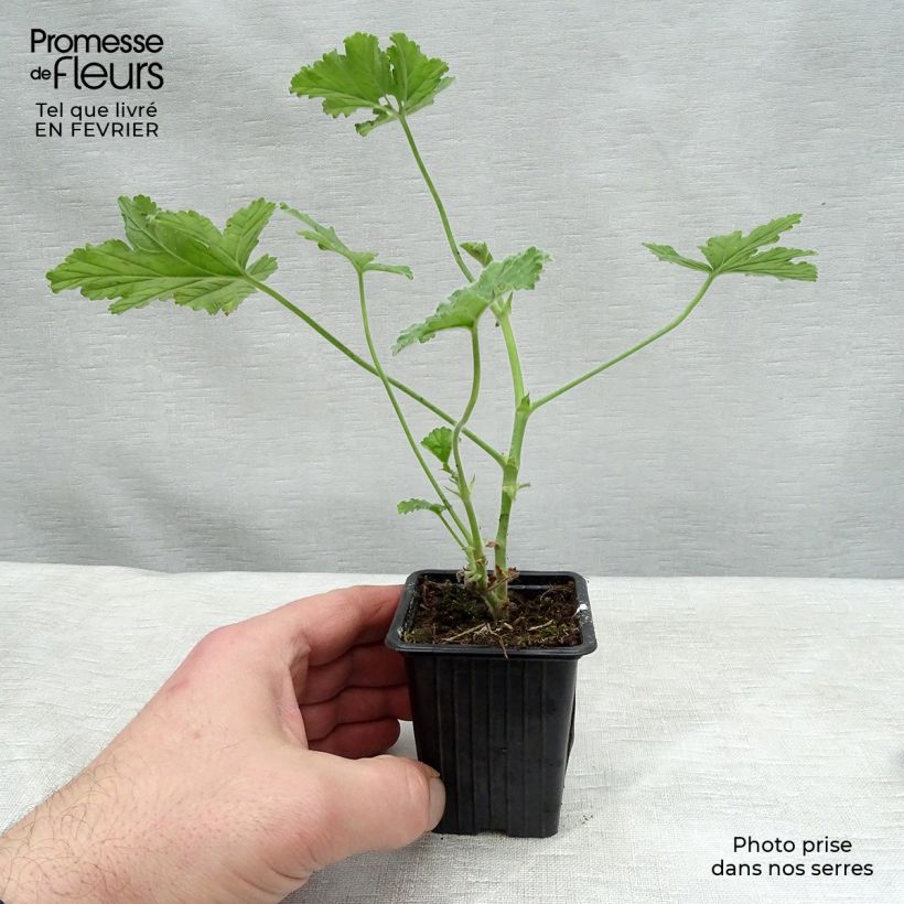 Pelargonium Attar of Roses 7/8 cm pot sample as delivered in winter