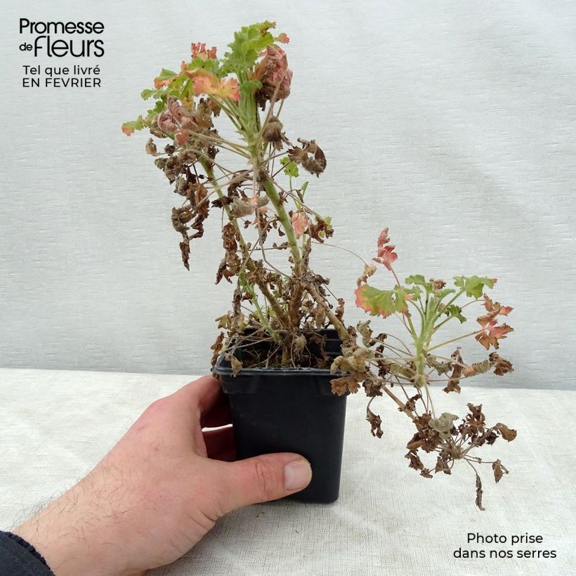 Pelargonium Concolour Lace 7/8 cm pot sample as delivered in winter