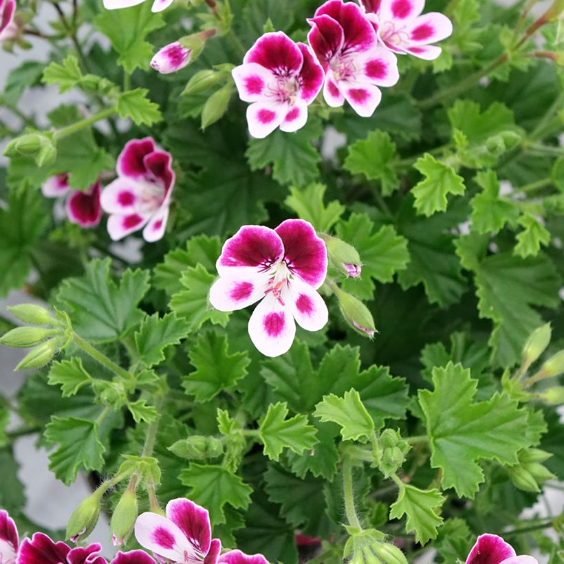 Pelargonium Mosquitaway Nova (Flowering)