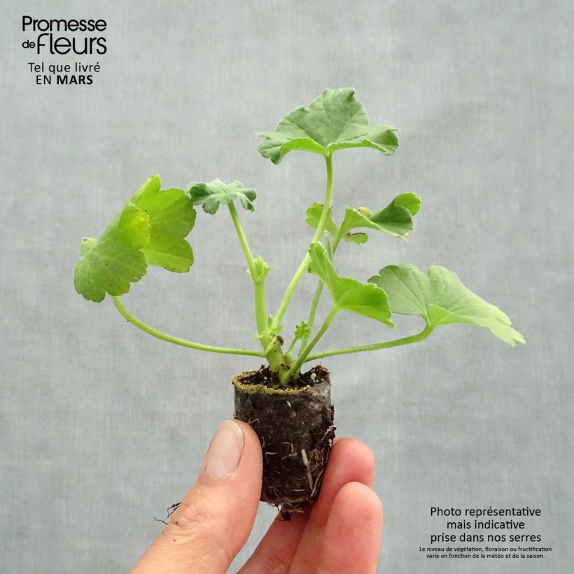 Pelargonium Orange Fizz Plug plant 1.5/2.5 cm sample as delivered in spring