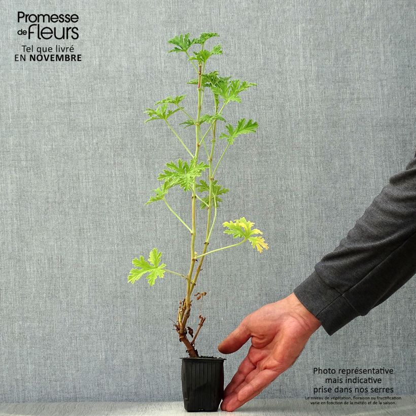 Pelargonium graveolens 7/8 cm pot sample as delivered in autumn