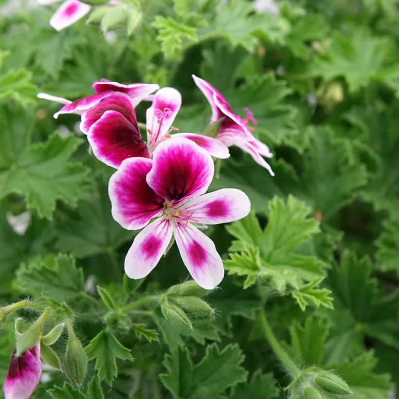Pelargonium Mosquitaway Eva - Regal geranium (Flowering)