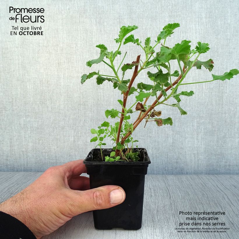Pelargonium crispum Prince Rupert 7/8 cm pot sample as delivered in autumn