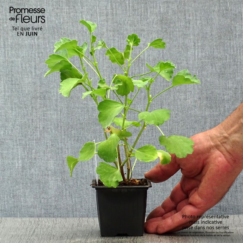 Pelargonium acetosum 8/9 cm pot sample as delivered in summer