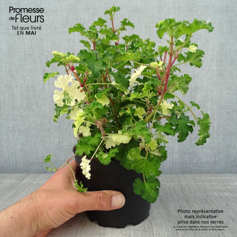 Pelargonium crispum 'Peach Cream' 1.5L/2L pot sample as delivered in spring