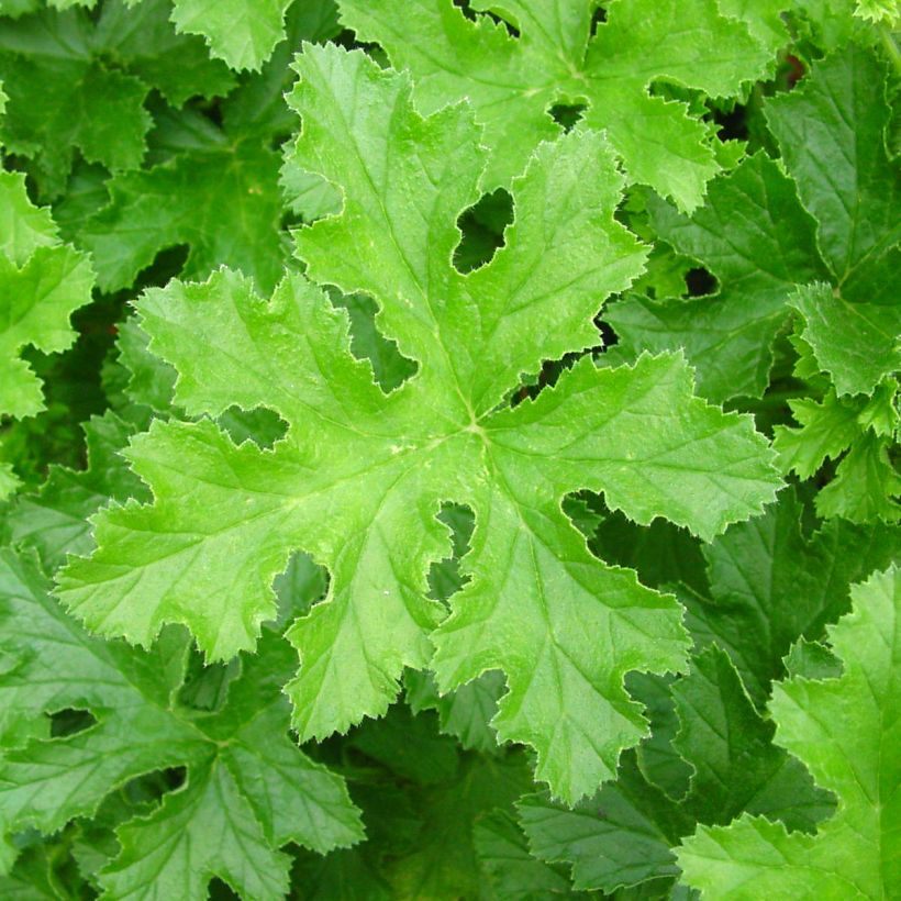 Pelargonium Brunswick - Regal Geranium (Foliage)