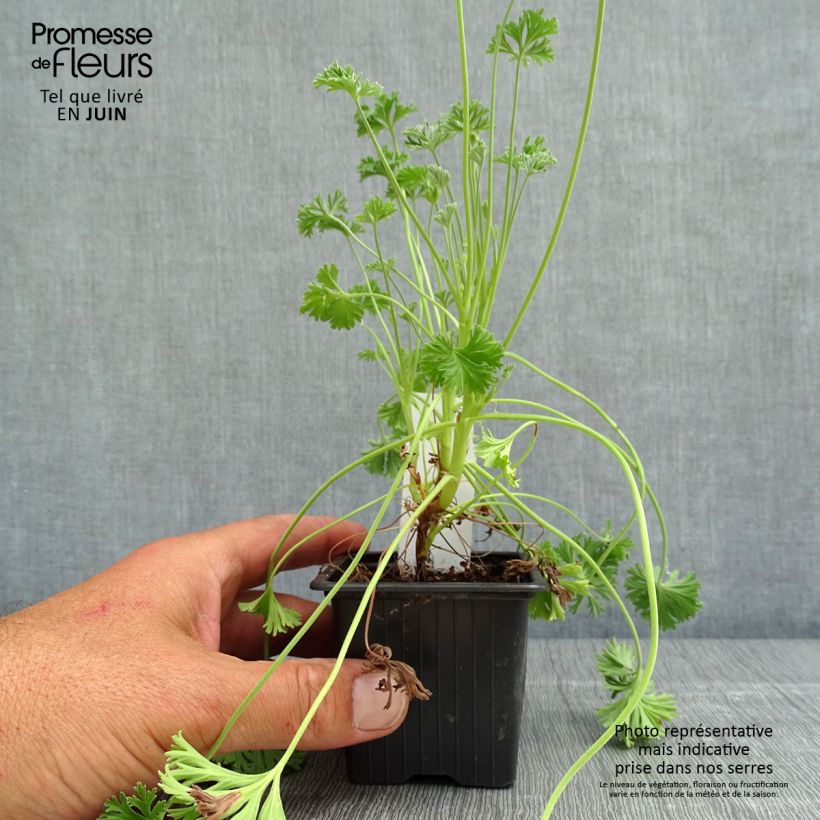 Pelargonium Deerwood Lavender 8/9 cm pot sample as delivered in spring