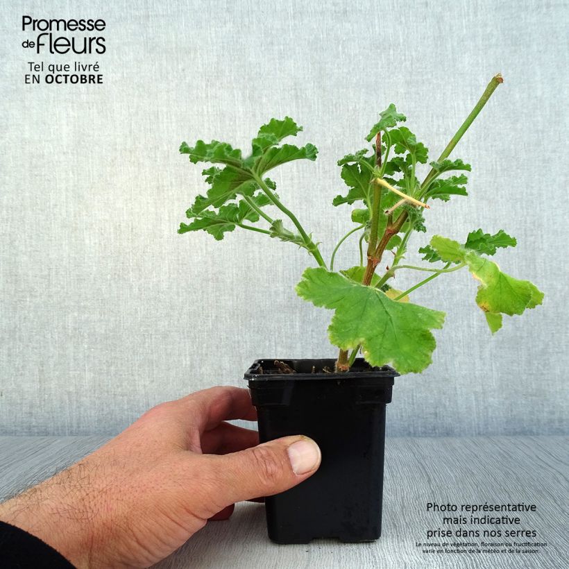 Pelargonium Endsleigh 7/8 cm pot sample as delivered in autumn