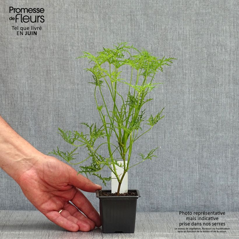 Pelargonium denticulatum Filicifolium 7/8 cm pot sample as delivered in spring