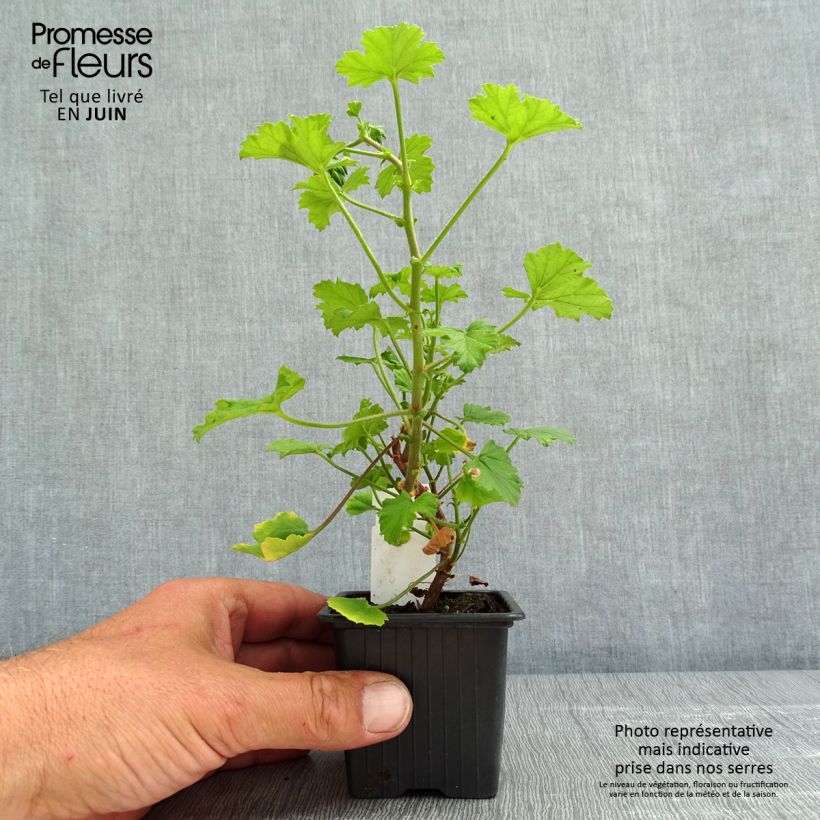 Pelargonium greytonense 8/9 cm pot sample as delivered in spring