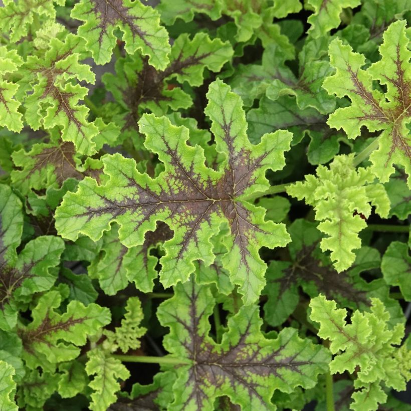 Pelargonium quercifolium Royal Oak (Foliage)