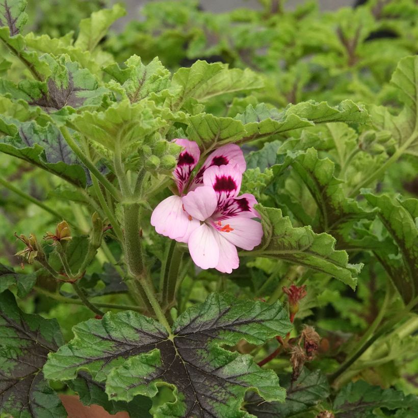 Pelargonium quercifolium Royal Oak (Flowering)