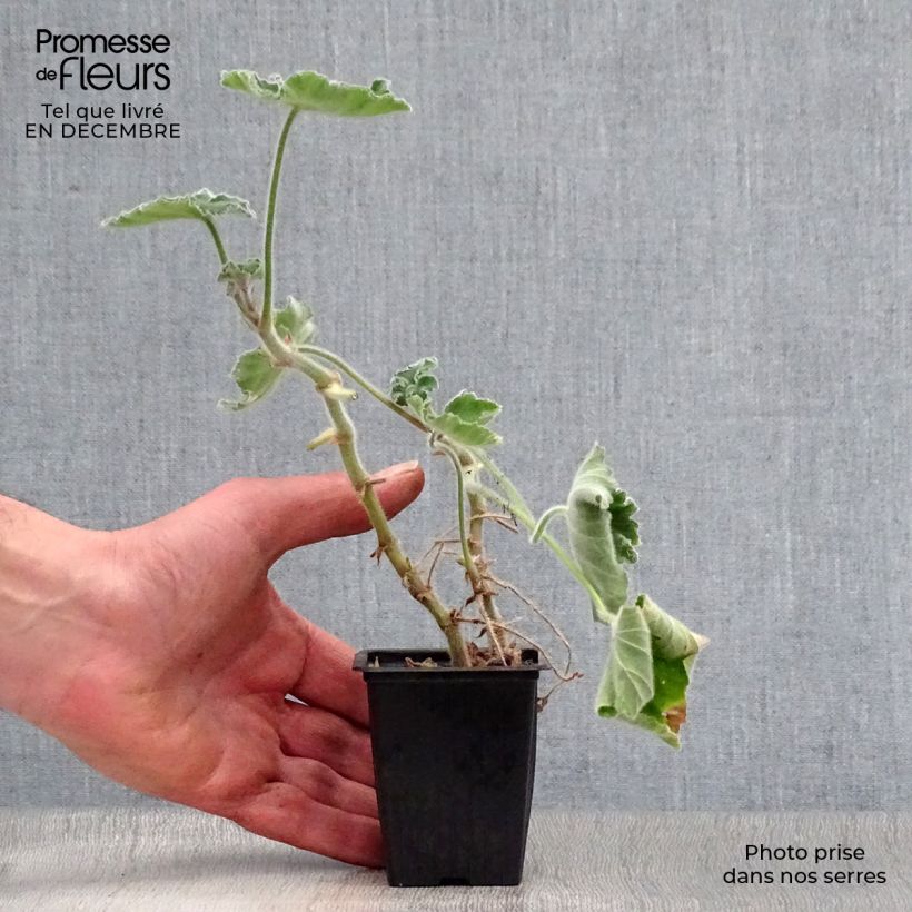 Pelargonium tomentosum 7/8 cm pot sample as delivered in winter