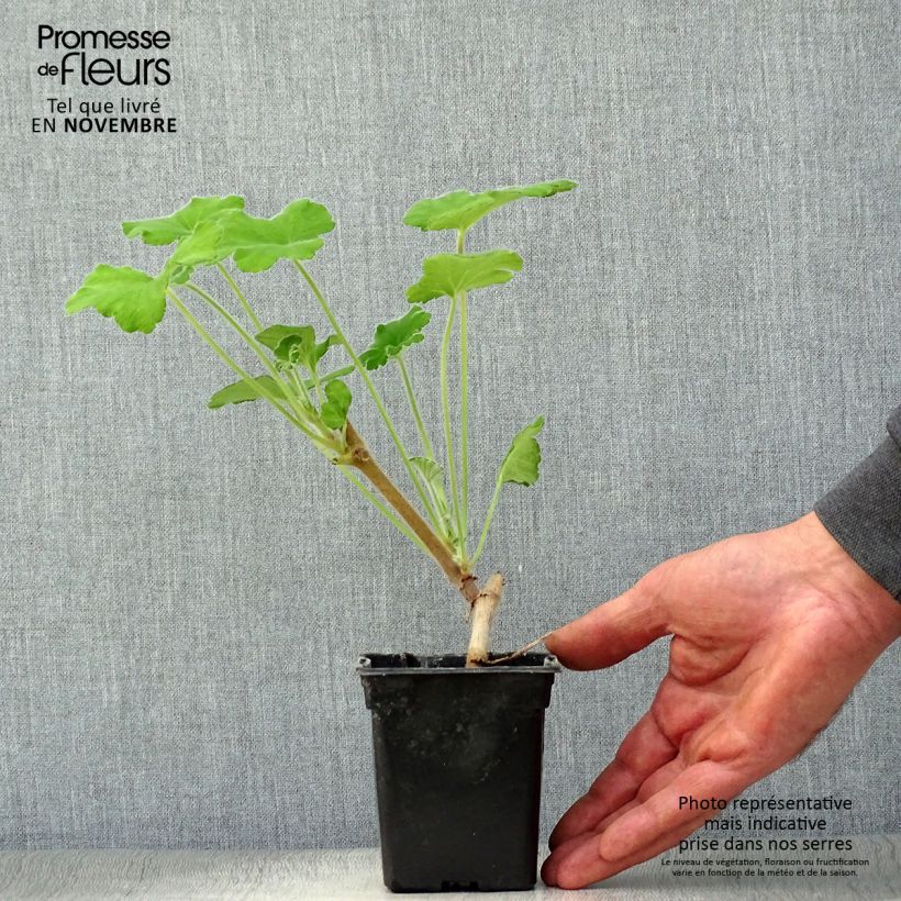 Pelargonium tomentosum 7/8 cm pot sample as delivered in autumn