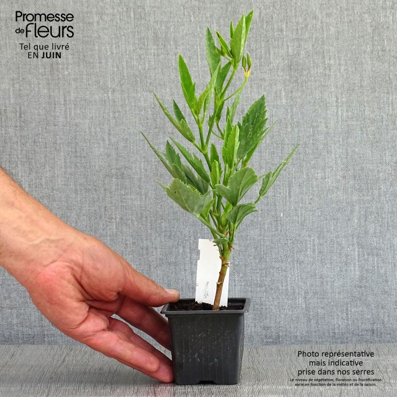 Pelargonium tricuspidatum 8/9 cm pot sample as delivered in spring