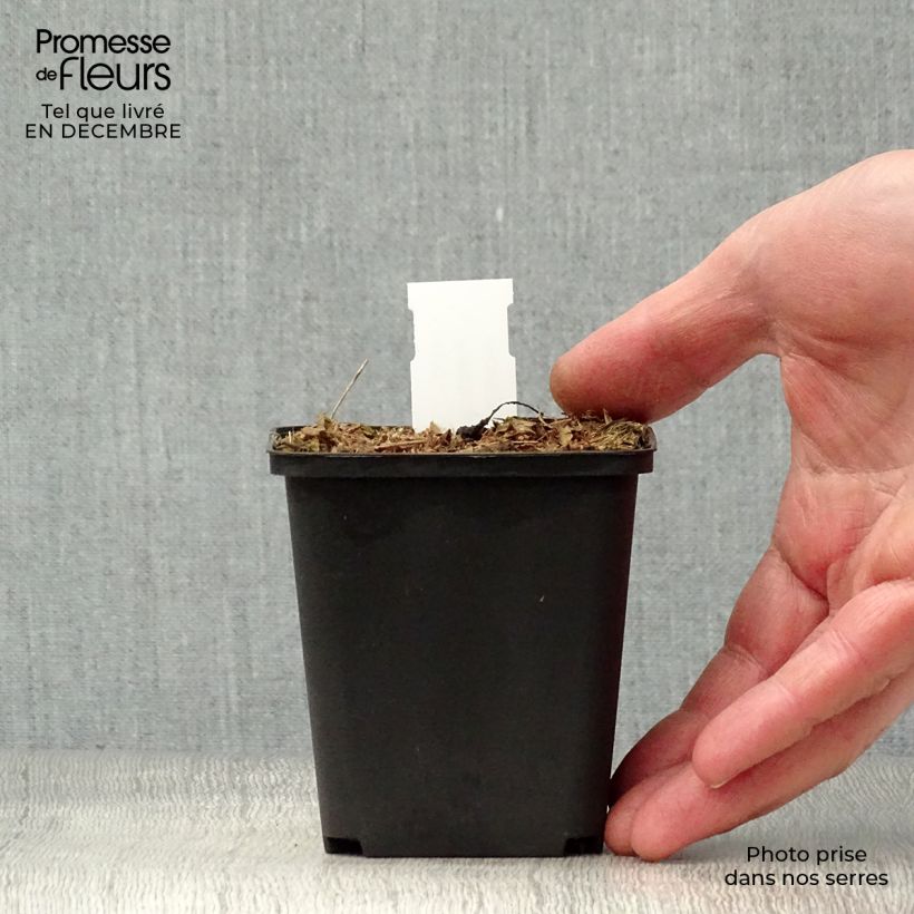 Peltoboykinia watanabei 8/9 cm pot sample as delivered in winter