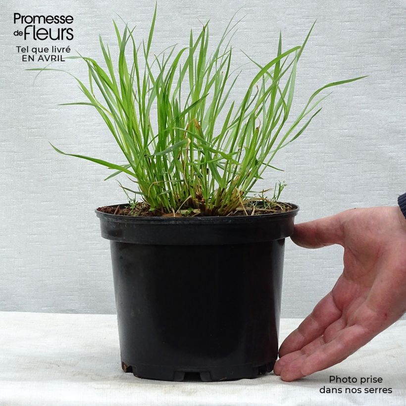 Pennisetum alopecuroïdes Moudry - Chinese Fountain Grass 2L/3L pot sample as delivered in spring