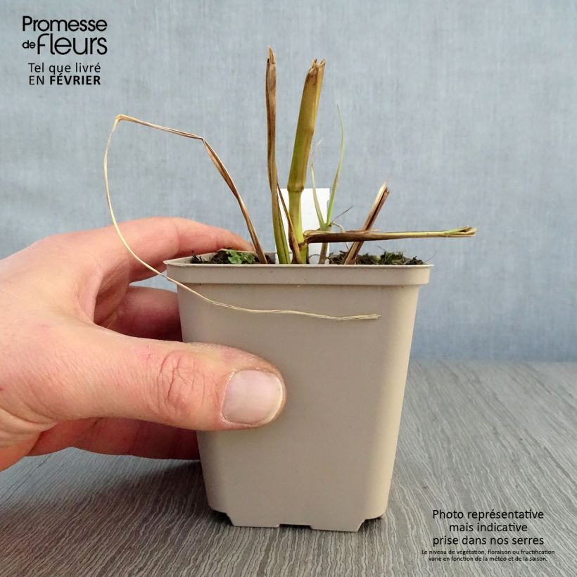 Pennisetum alopecuroïdes Black Beauty - Chinese Fountain Grass 8/9 cm pot sample as delivered in winter