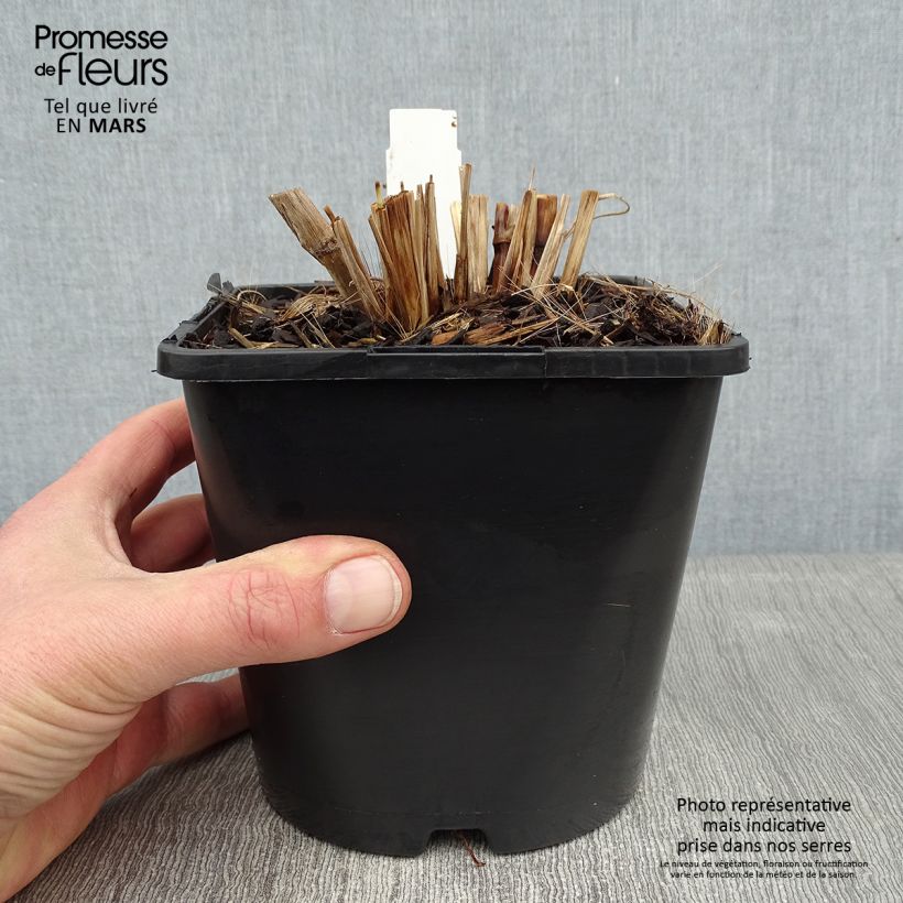 Pennisetum alopecuroïdes Black Beauty - Chinese Fountain Grass 2L/3L pot sample as delivered in winter