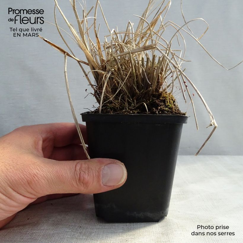 Pennisetum alopecuroïdes Cassian 8/9 cm pot sample as delivered in spring