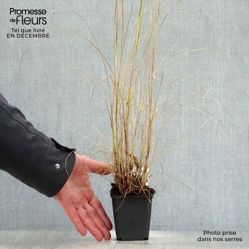 Pennisetum alopecuroides Gelbstiel - Chinese Fountain Grass 8/9 cm pot sample as delivered in winter