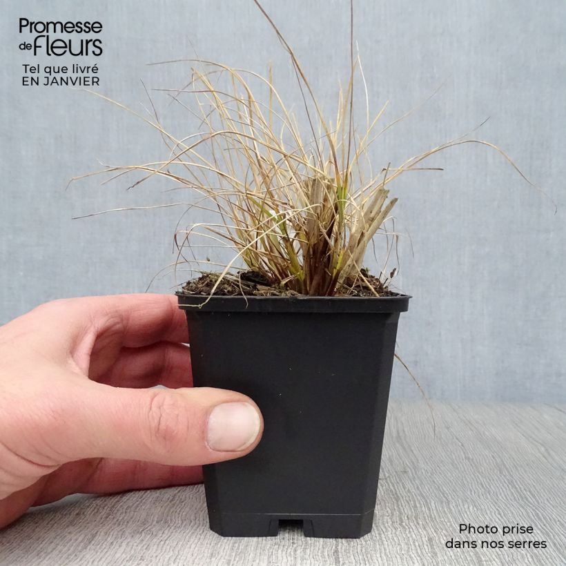 Pennisetum alopecuroides Goldstrich - Chinese Fountain Grass 8/9 cm pot sample as delivered in winter