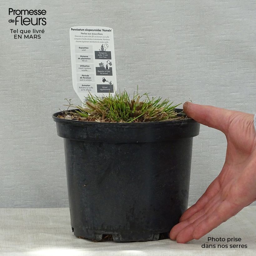Pennisetum alopecuroides Hameln - Chinese Fountain Grass 3L/4L pot sample as delivered in spring