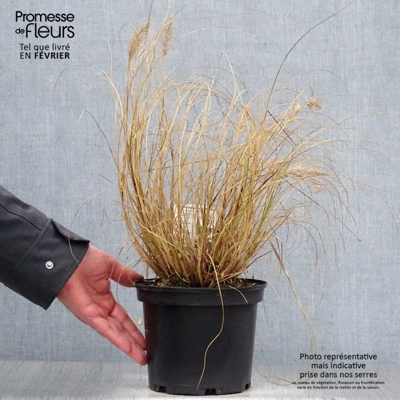 Pennisetum alopecuroides Hameln - Chinese Fountain Grass 3L/4L pot sample as delivered in winter