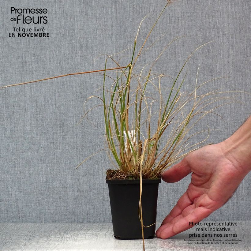 Pennisetum alopecuroides Hameln - Chinese Fountain Grass 8/9 cm pot sample as delivered in autumn