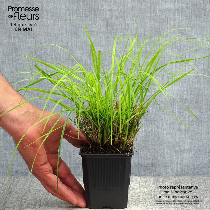 Pennisetum alopecuroides Hameln - Chinese Fountain Grass 8/9 cm pot sample as delivered in spring