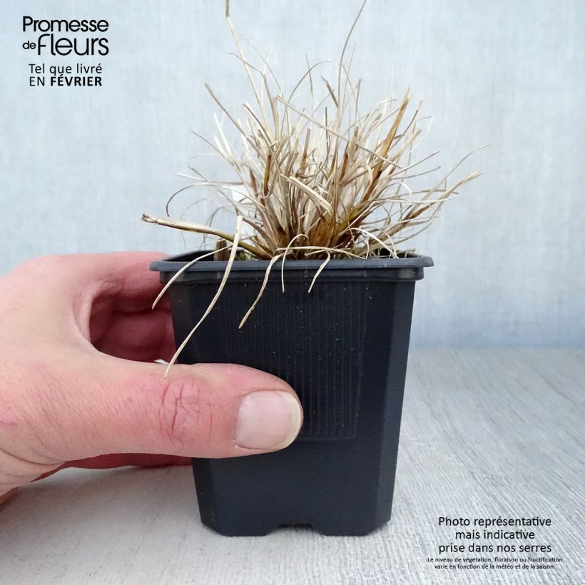 Pennisetum alopecuroïdes Hameln Gold - Chinese Fountain Grass 8/9 cm pot sample as delivered in winter