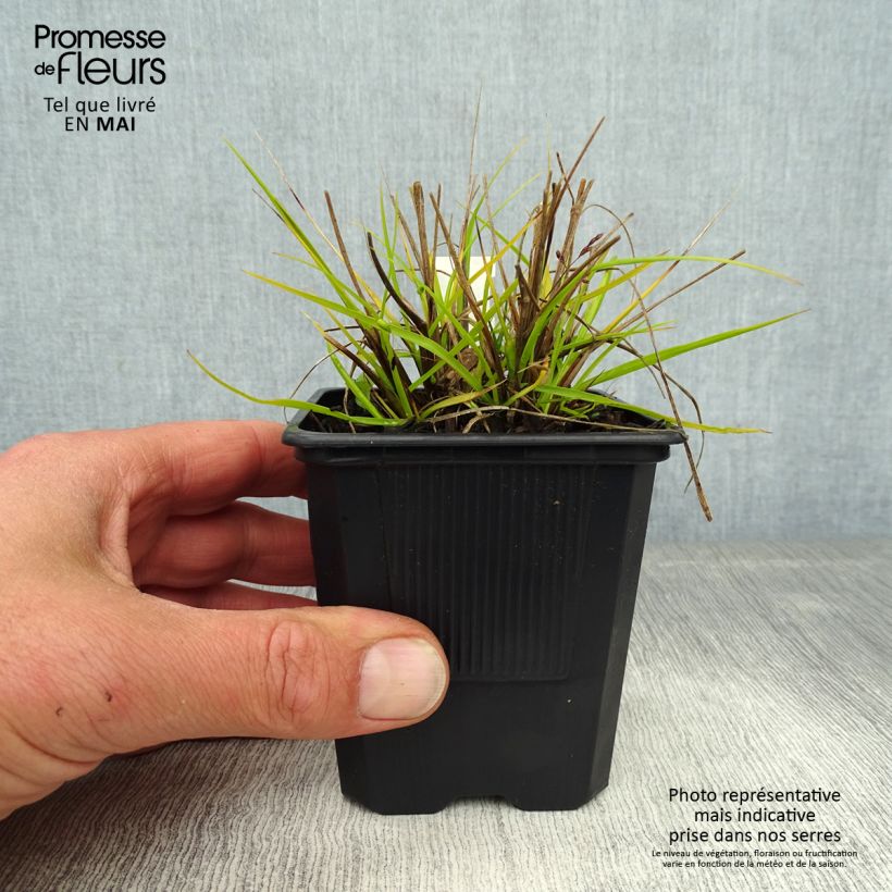 Pennisetum alopecuroïdes Hameln Gold - Chinese Fountain Grass 8/9 cm pot sample as delivered in spring