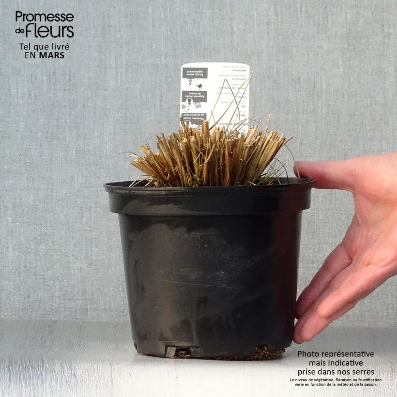 Pennisetum alopecuroides Hameln - Chinese Fountain Grass 2L/3L pot sample as delivered in spring
