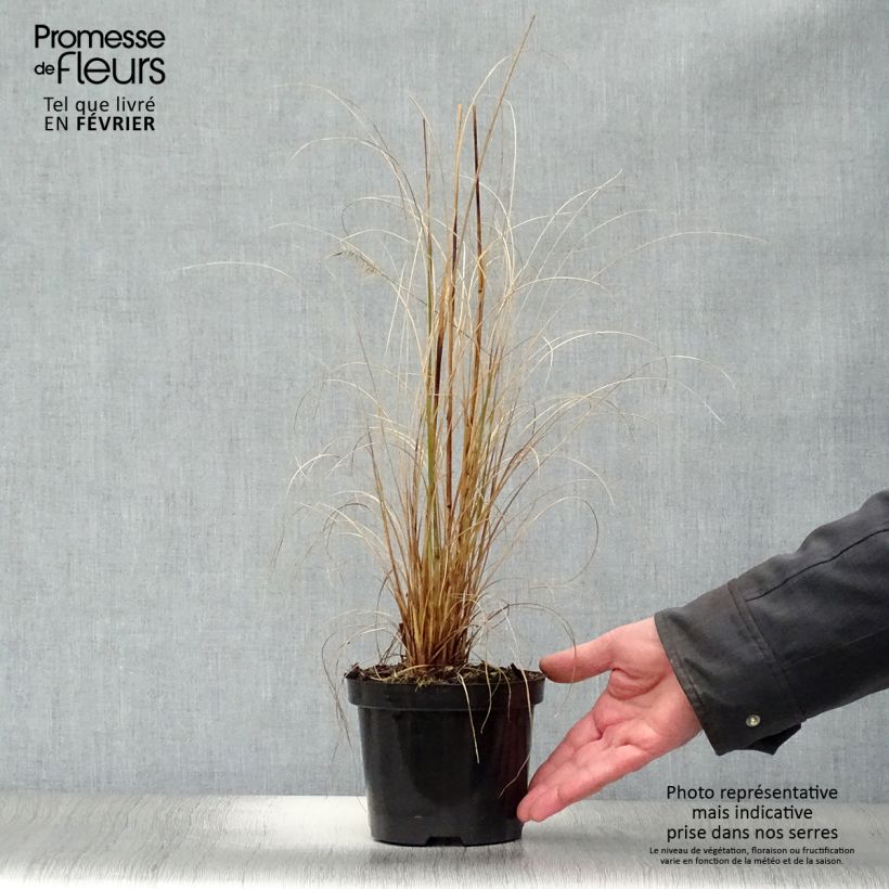 Pennisetum alopecuroides Hameln - Chinese Fountain Grass 1L/1.5L pot sample as delivered in winter