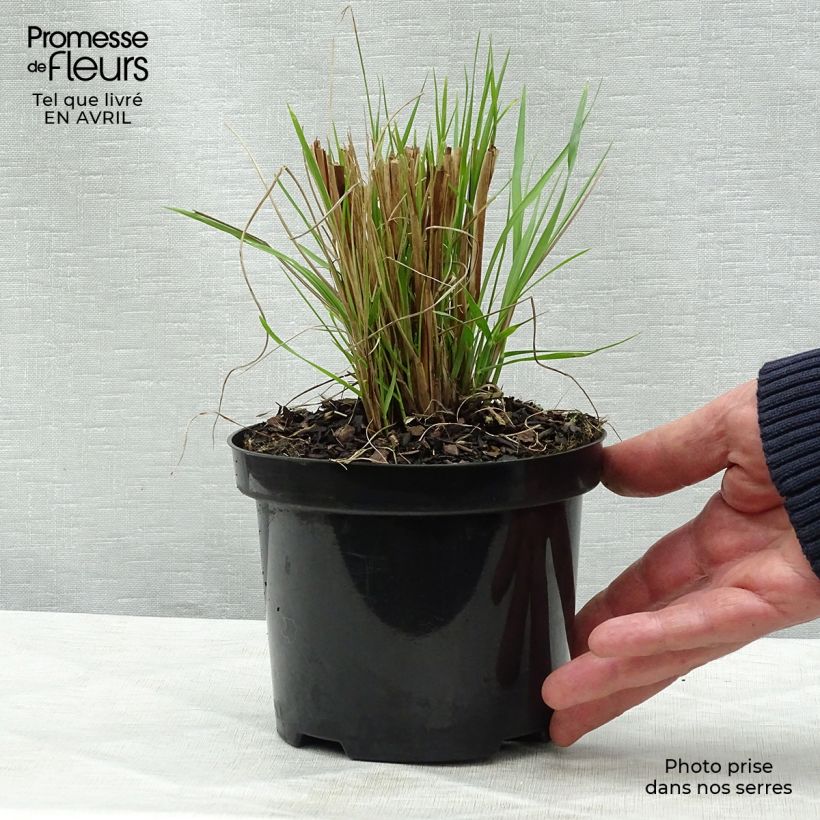 Pennisetum alopecuroides Hameln - Chinese Fountain Grass 1L/1.5L pot sample as delivered in spring