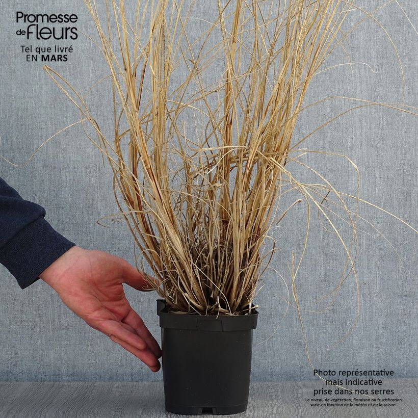 Pennisetum alopecuroides Herbstzauber - Chinese Fountain Grass 2L/3L pot sample as delivered in winter