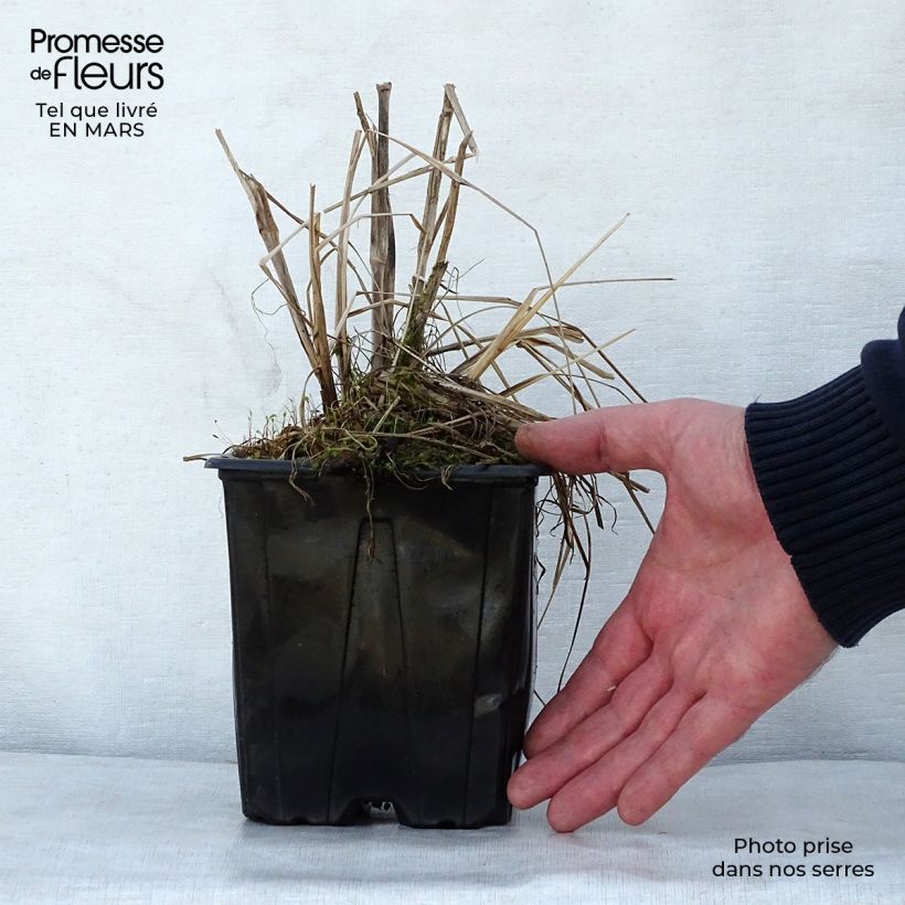 Pennisetum alopecuroides Herbstzauber - Chinese Fountain Grass 2L/3L pot sample as delivered in spring