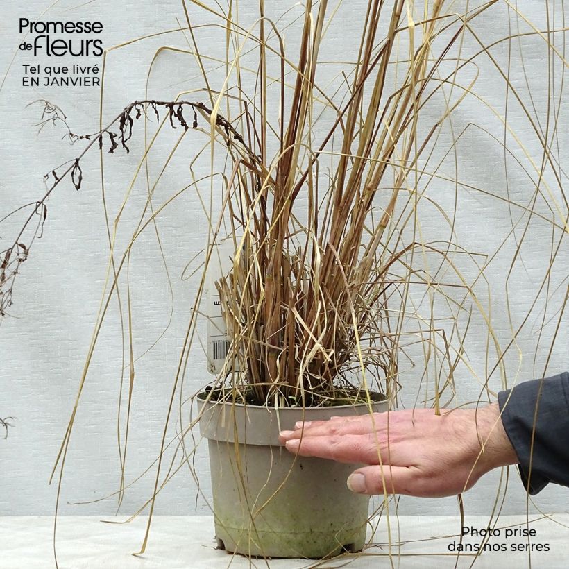 Pennisetum alopecuroïdes Japonicum - Chinese Fountain Grass 2L/3L pot sample as delivered in winter