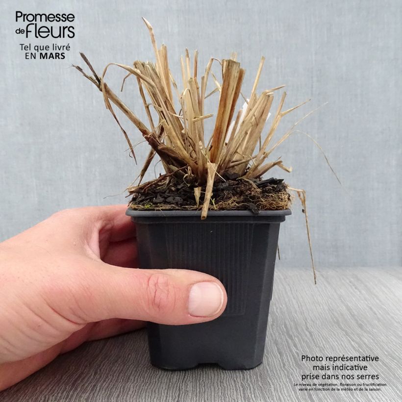 Pennisetum alopecuroïdes Lepage Gold - Chinese Fountain Grass 8/9 cm pot sample as delivered in spring