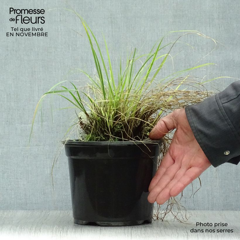 Pennisetum alopecuroïdes Little Bunny - Chinese Fountain Grass 2L/3L pot sample as delivered in autumn