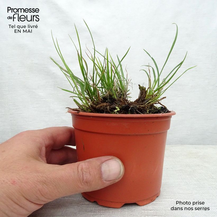 Pennisetum alopecuroïdes Little Bunny - Chinese Fountain Grass 8/9 cm pot sample as delivered in spring