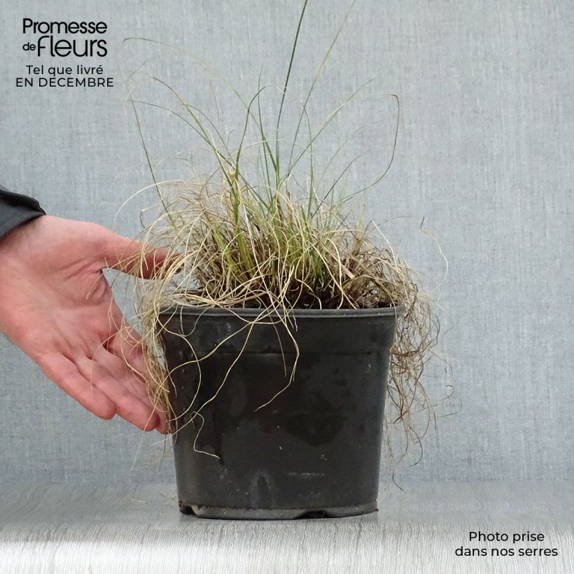 Pennisetum alopecuroïdes Little Bunny - Chinese Fountain Grass 2L/3L pot sample as delivered in winter