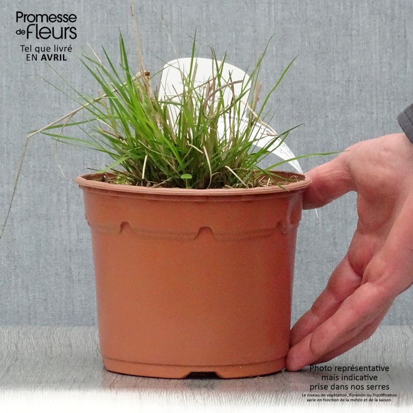 Pennisetum alopecuroïdes Little Bunny - Chinese Fountain Grass 2L/3L pot sample as delivered in spring