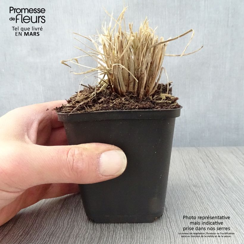 Pennisetum alopecuroides Lumen Gold - Chinese Fountain Grass 8/9 cm pot sample as delivered in spring