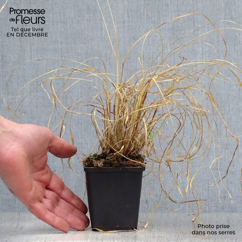 Pennisetum alopecuroïdes Moudry - Chinese Fountain Grass 8/9 cm pot sample as delivered in winter