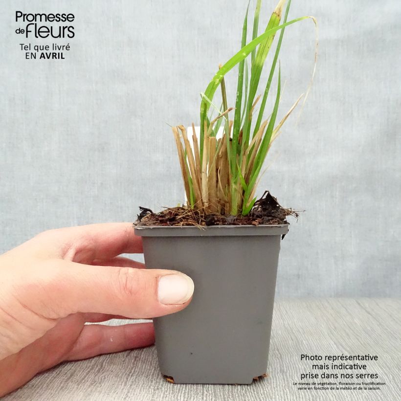 Pennisetum alopecuroïdes Moudry - Chinese Fountain Grass 8/9 cm pot sample as delivered in spring