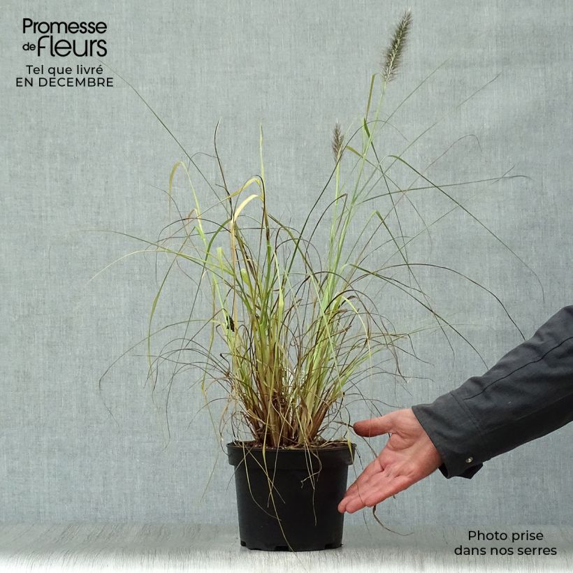 Pennisetum alopecuroïdes Moudry - Chinese Fountain Grass 2L/3L pot sample as delivered in winter