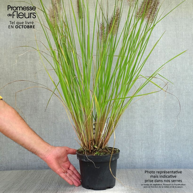 Pennisetum alopecuroïdes Moudry - Chinese Fountain Grass 2L/3L pot sample as delivered in autumn