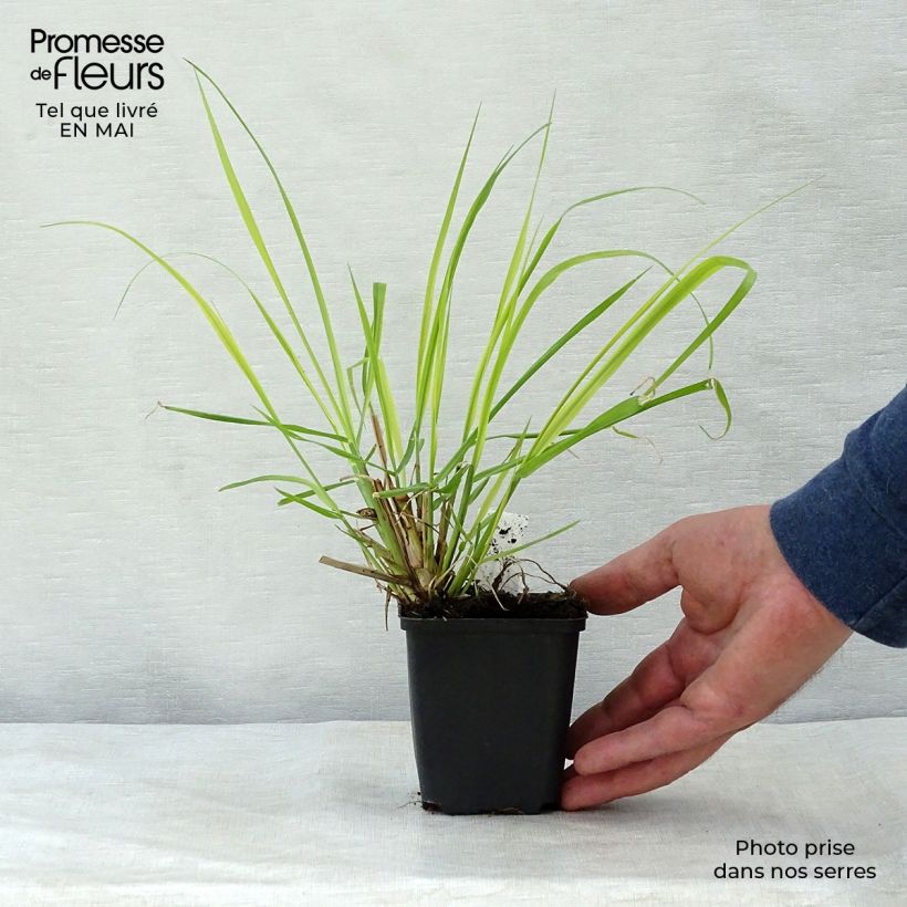 Pennisetum alopecuroïdes National Arboretum - Chinese Fountain Grass 8/9 cm pot sample as delivered in spring